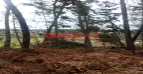 Terreno Rústico  Venda em Couto de Baixo e Couto de Cima,Viseu