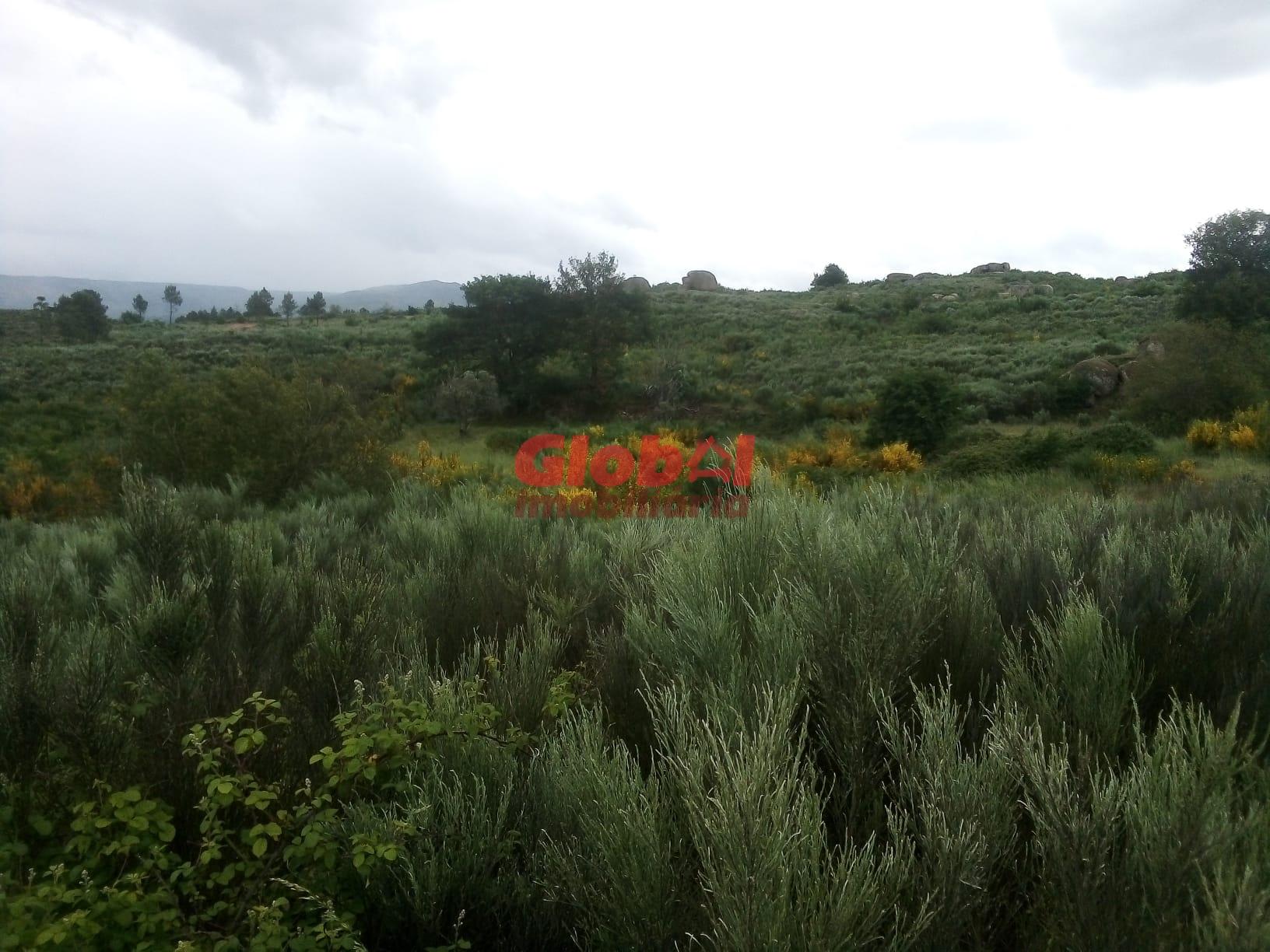 Terreno  Venda em Vila Franca da Serra,Gouveia