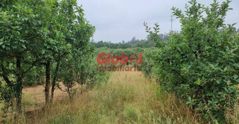 Quinta  Venda em Couto de Baixo e Couto de Cima,Viseu