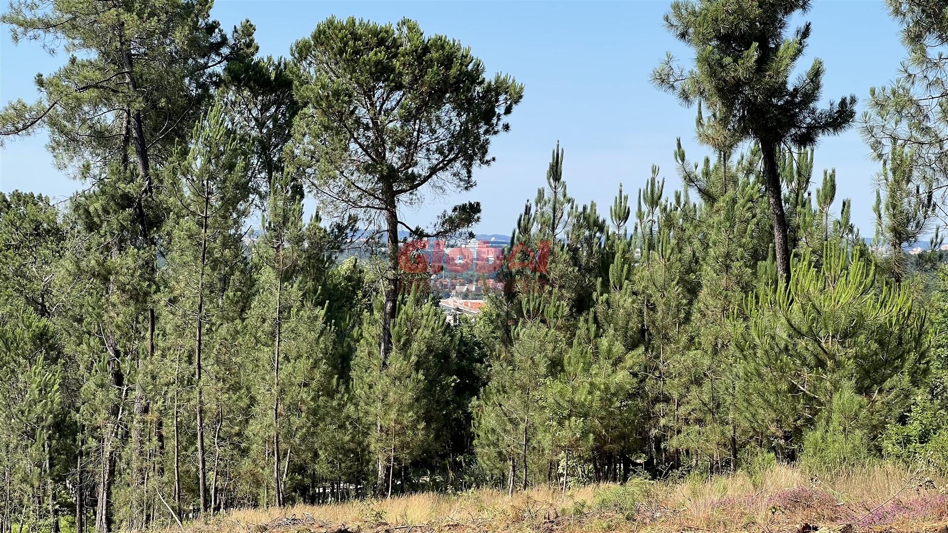 Lote de Terreno  Venda em São João de Lourosa,Viseu