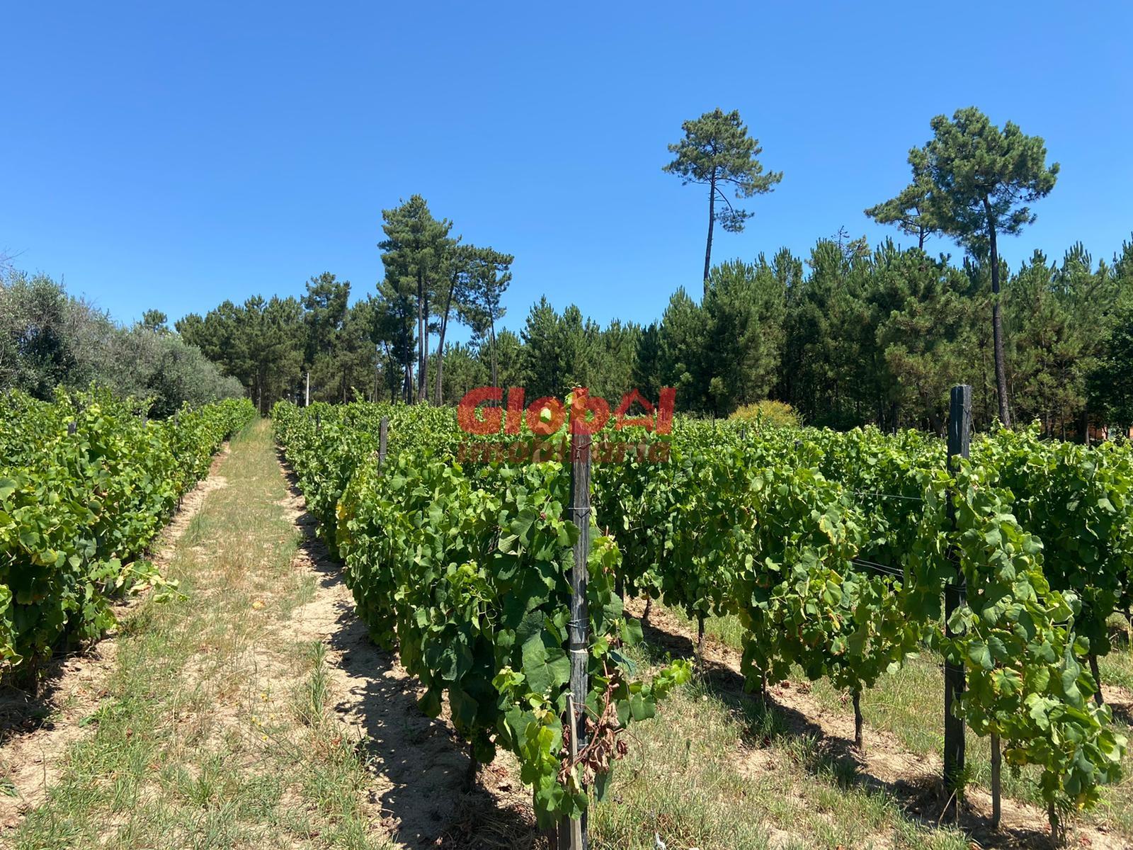 Herdade T1 Venda em Silgueiros,Viseu