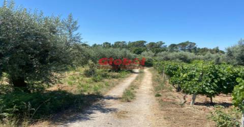 Herdade T1 Venda em Silgueiros,Viseu