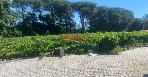 Herdade T1 Venda em Silgueiros,Viseu