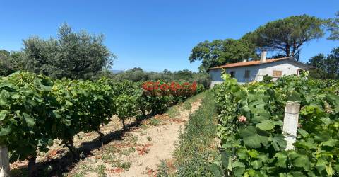 Herdade T1 Venda em Silgueiros,Viseu