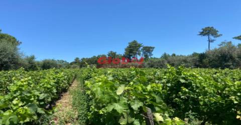 Herdade T1 Venda em Silgueiros,Viseu