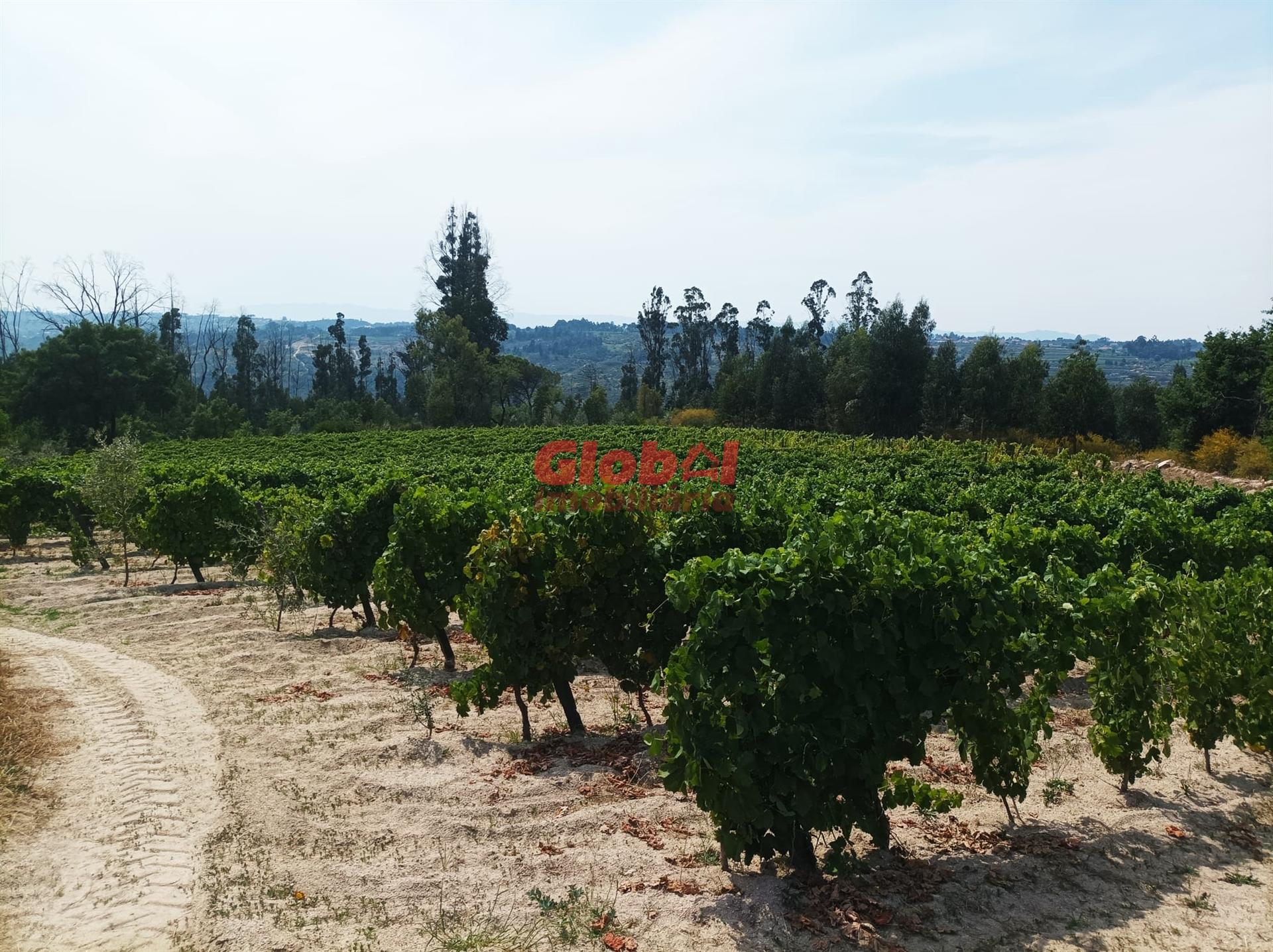 Quinta  Venda em Santar e Moreira,Nelas