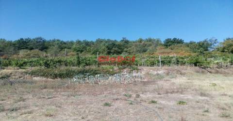 Quinta  Venda em São Pedro de France,Viseu