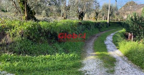 Terreno Para Construção  Venda em Alcafache,Mangualde