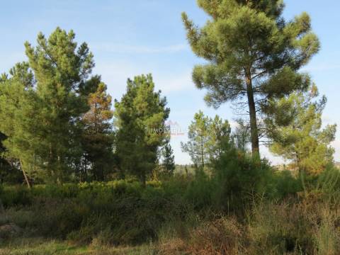 Quintinha  Venda em Pinhanços,Seia