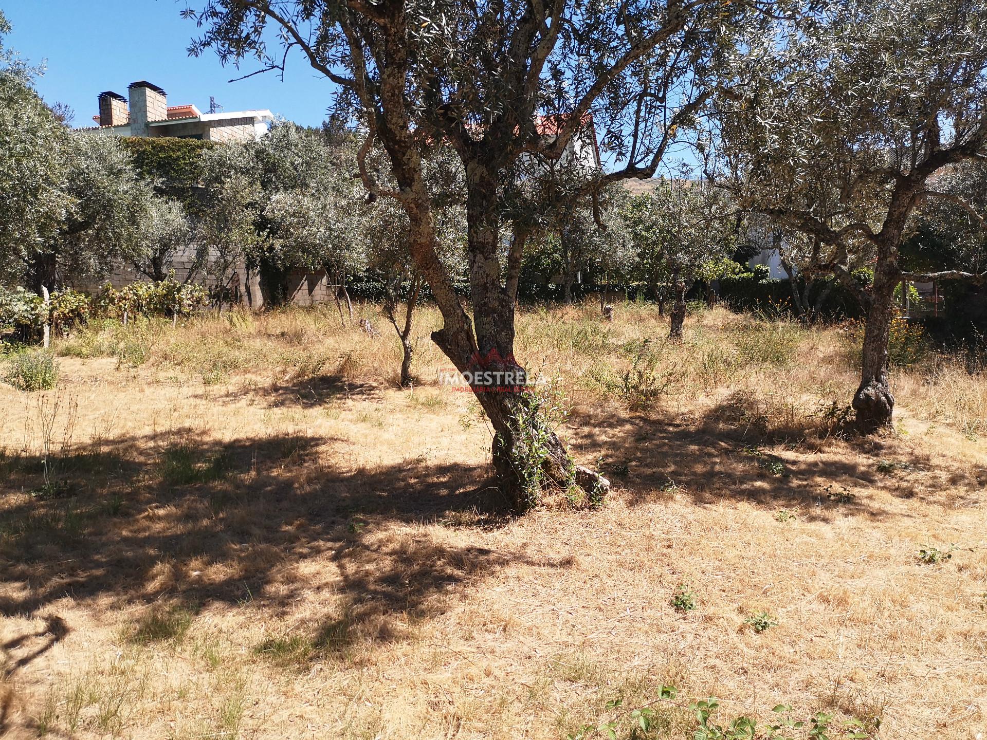 Terreno Para Construção  Venda em Seia, São Romão e Lapa dos Dinheiros,Seia