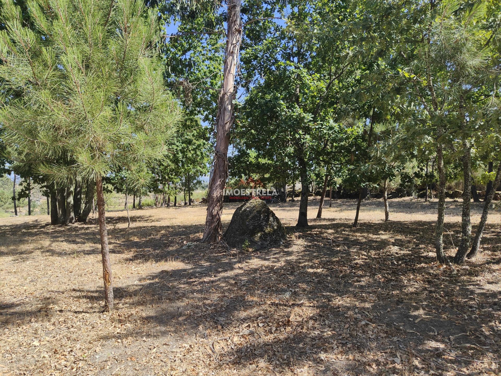 Quinta  Venda em Moimenta da Serra e Vinhó,Gouveia