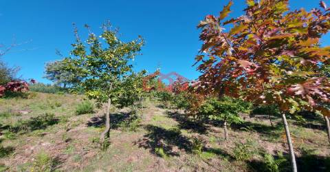 Quintinha  Venda em Cunha Baixa,Mangualde