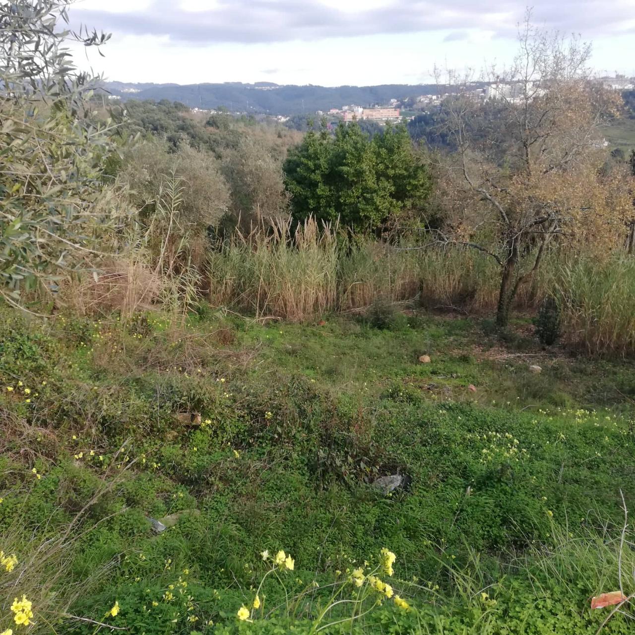 Terreno Urbano - Coimbra