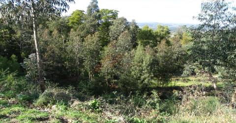 Terreno Para Construção T0 Venda em São Gens,Fafe