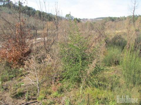 Terreno  Venda em Repeses e São Salvador,Viseu