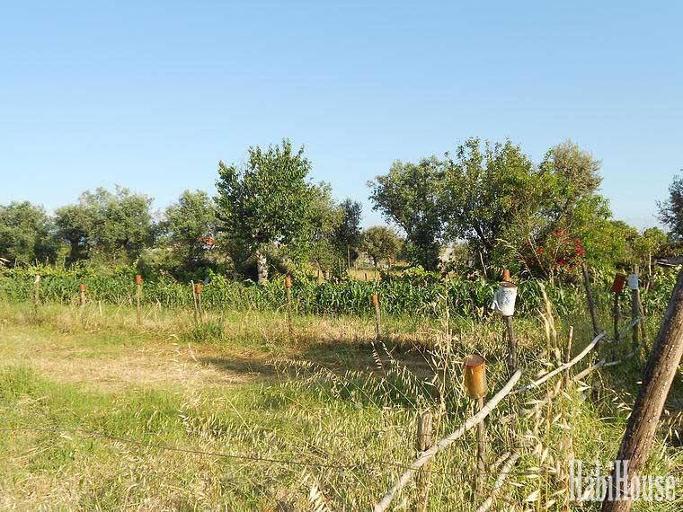 Terreno  Venda em Canas de Senhorim,Nelas