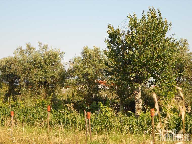 Terreno  Venda em Canas de Senhorim,Nelas