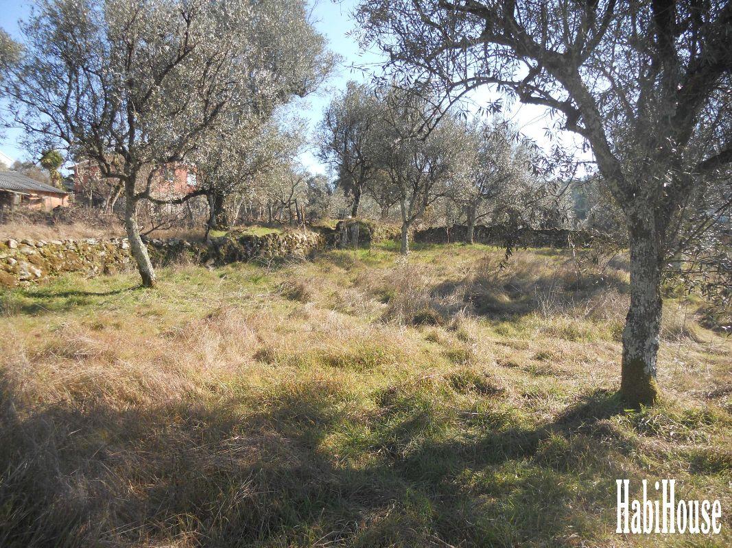 Terreno  Venda em Santar e Moreira,Nelas