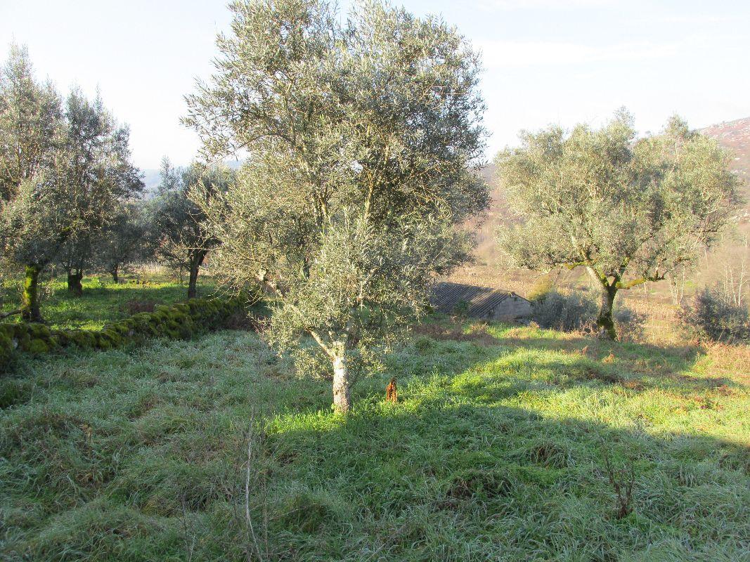 Terreno  Venda em Santar e Moreira,Nelas