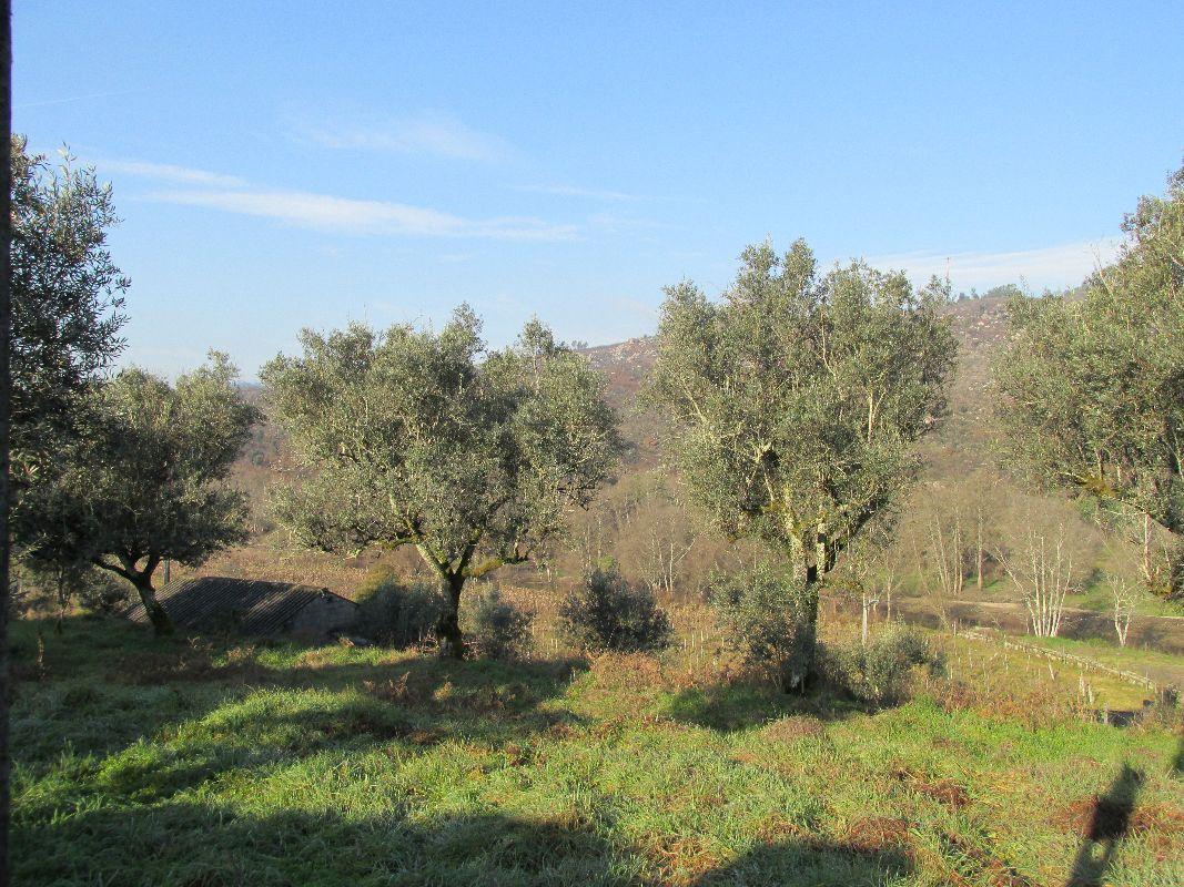 Terreno  Venda em Santar e Moreira,Nelas