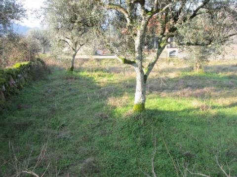Terreno  Venda em Santar e Moreira,Nelas
