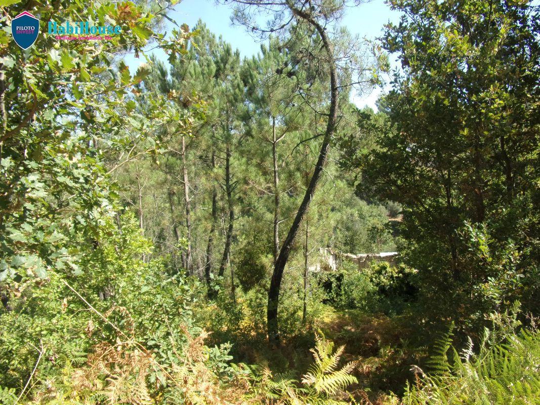 Terreno  Venda em Faíl e Vila Chã de Sá,Viseu