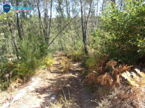 Terreno  Venda em Faíl e Vila Chã de Sá,Viseu