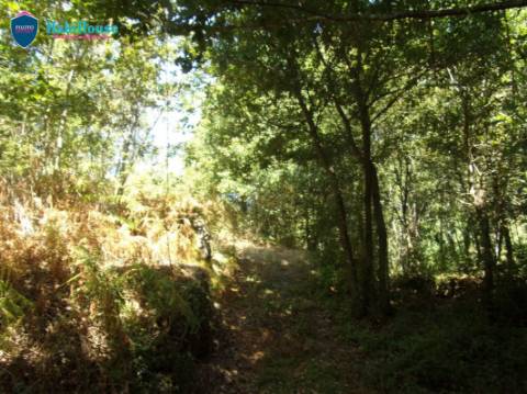 Terreno  Venda em Faíl e Vila Chã de Sá,Viseu