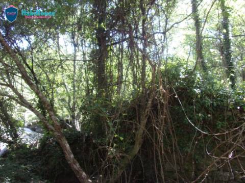 Terreno  Venda em Faíl e Vila Chã de Sá,Viseu