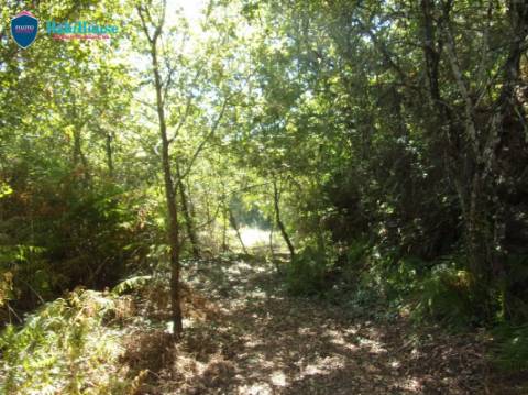 Terreno  Venda em Faíl e Vila Chã de Sá,Viseu