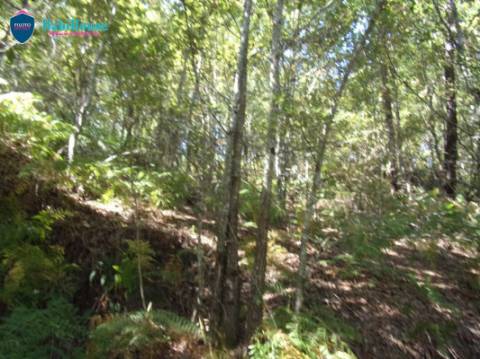 Terreno  Venda em Faíl e Vila Chã de Sá,Viseu