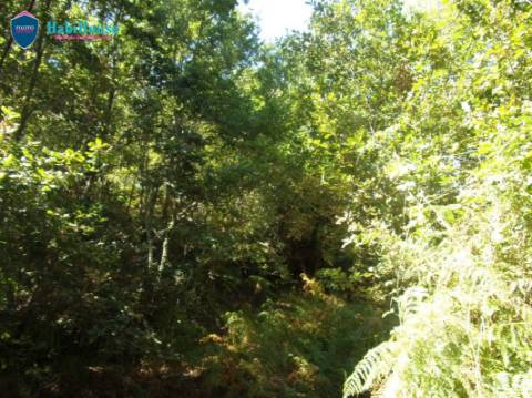Terreno  Venda em Faíl e Vila Chã de Sá,Viseu