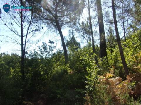 Terreno  Venda em Faíl e Vila Chã de Sá,Viseu