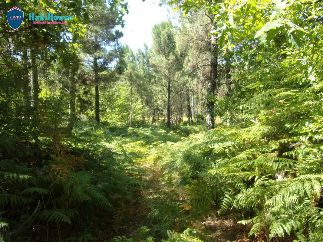 Terreno  Venda em Campo,Viseu