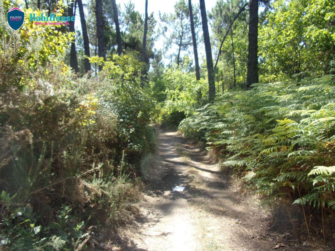 Terreno  Venda em Campo,Viseu