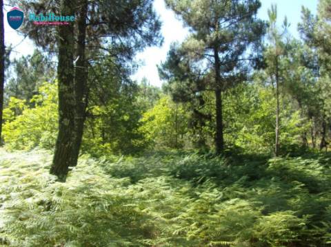 Terreno  Venda em Campo,Viseu