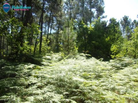 Terreno  Venda em Campo,Viseu