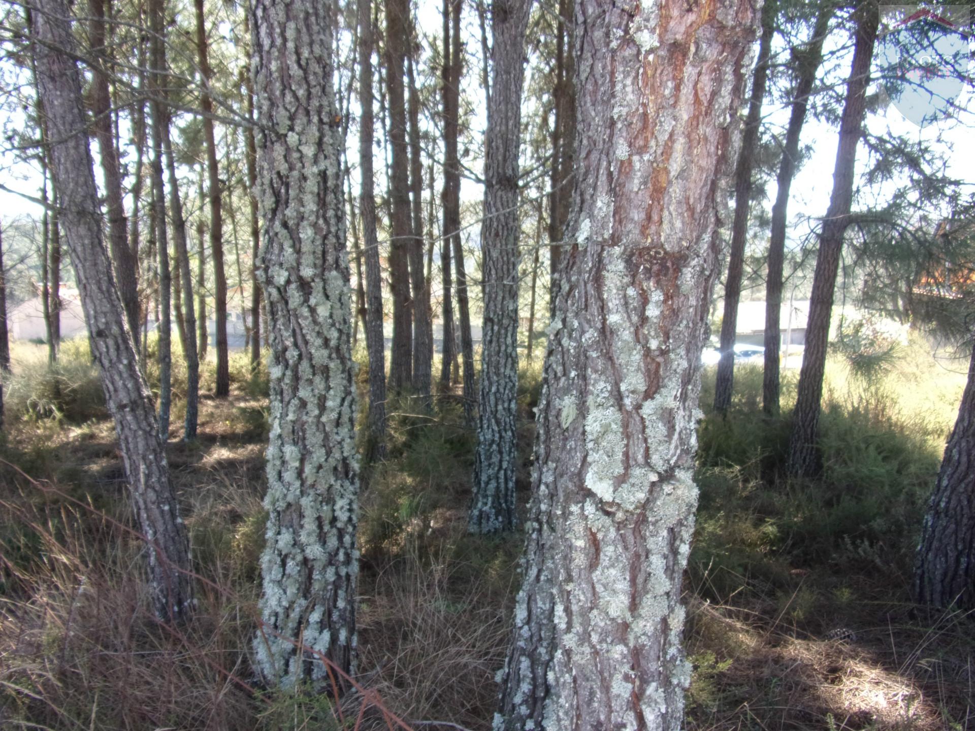 Terreno  Venda em Calde,Viseu