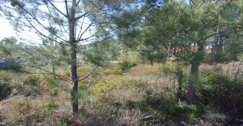 Terreno  Venda em Calde,Viseu