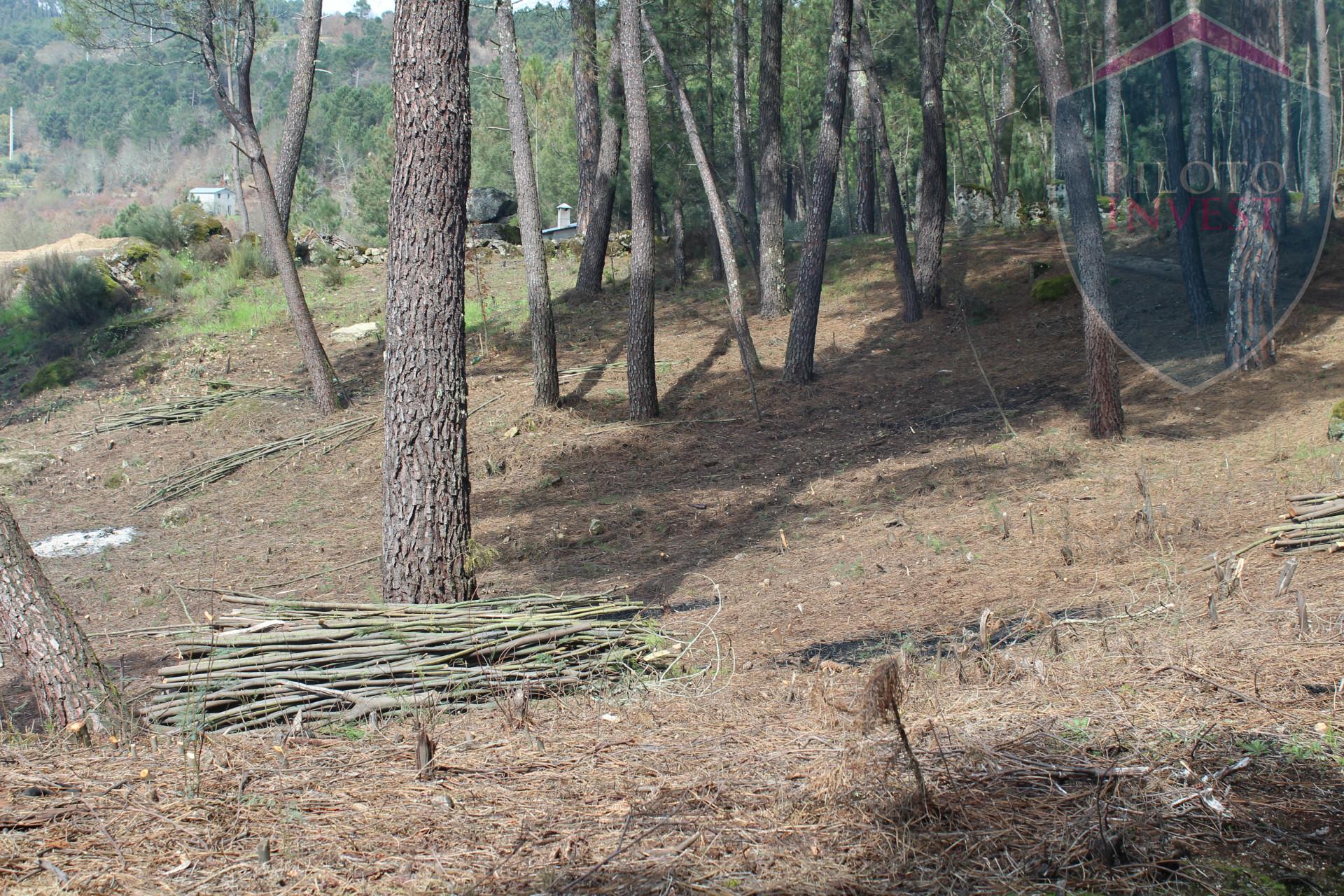 Terreno Para Construção  Venda em Santos Evos,Viseu