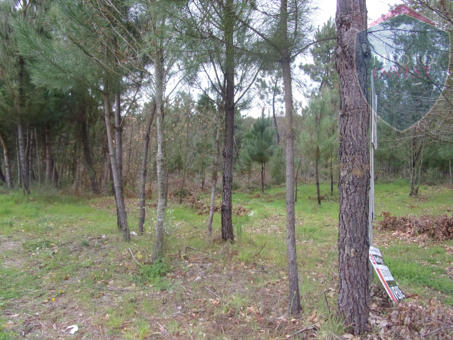 Terreno Para Construção  Venda em Silgueiros,Viseu