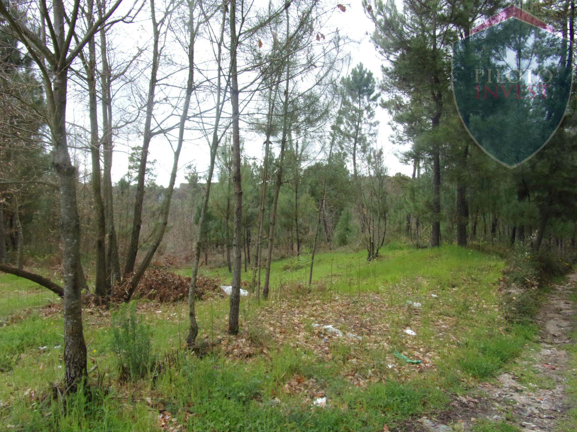 Terreno Para Construção  Venda em Silgueiros,Viseu