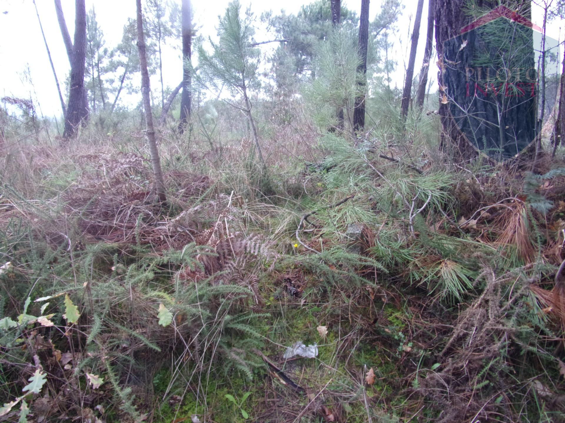 Terreno Para Construção  Venda em Silgueiros,Viseu