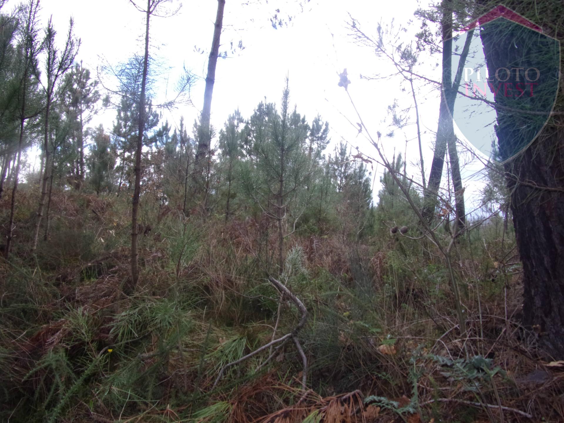 Terreno Para Construção  Venda em Silgueiros,Viseu