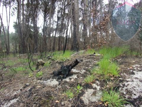 Terreno Para Construção  Venda em Silgueiros,Viseu