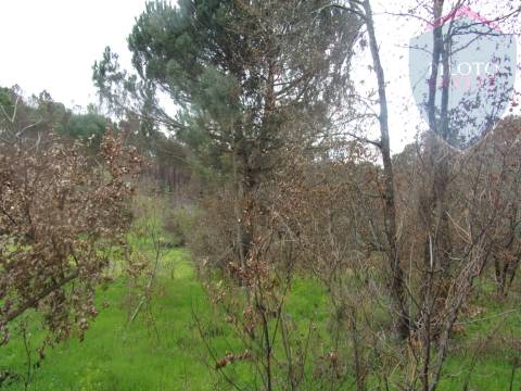 Terreno Para Construção  Venda em Silgueiros,Viseu