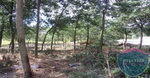 Quinta  Venda em Faíl e Vila Chã de Sá,Viseu