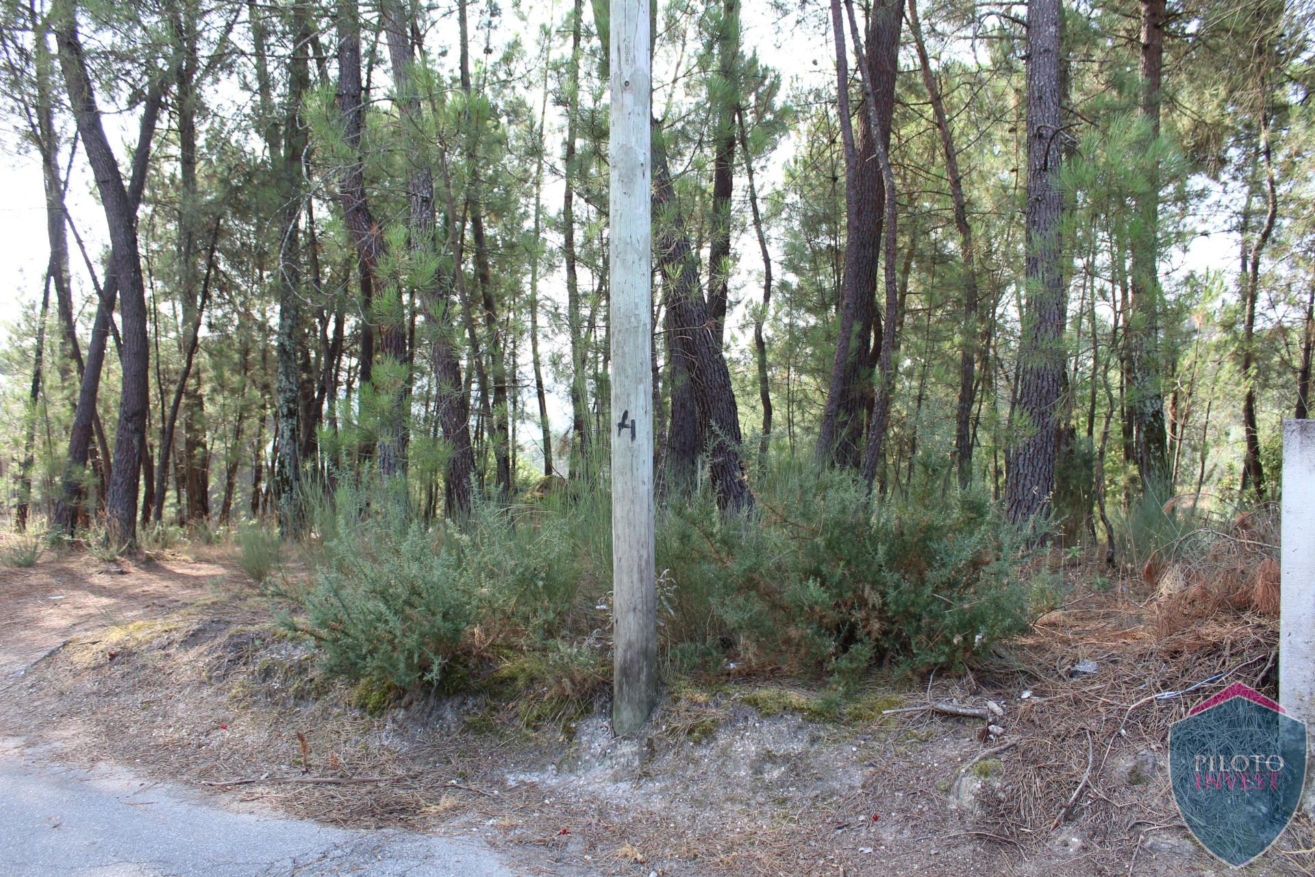 Terreno  Venda em Faíl e Vila Chã de Sá,Viseu