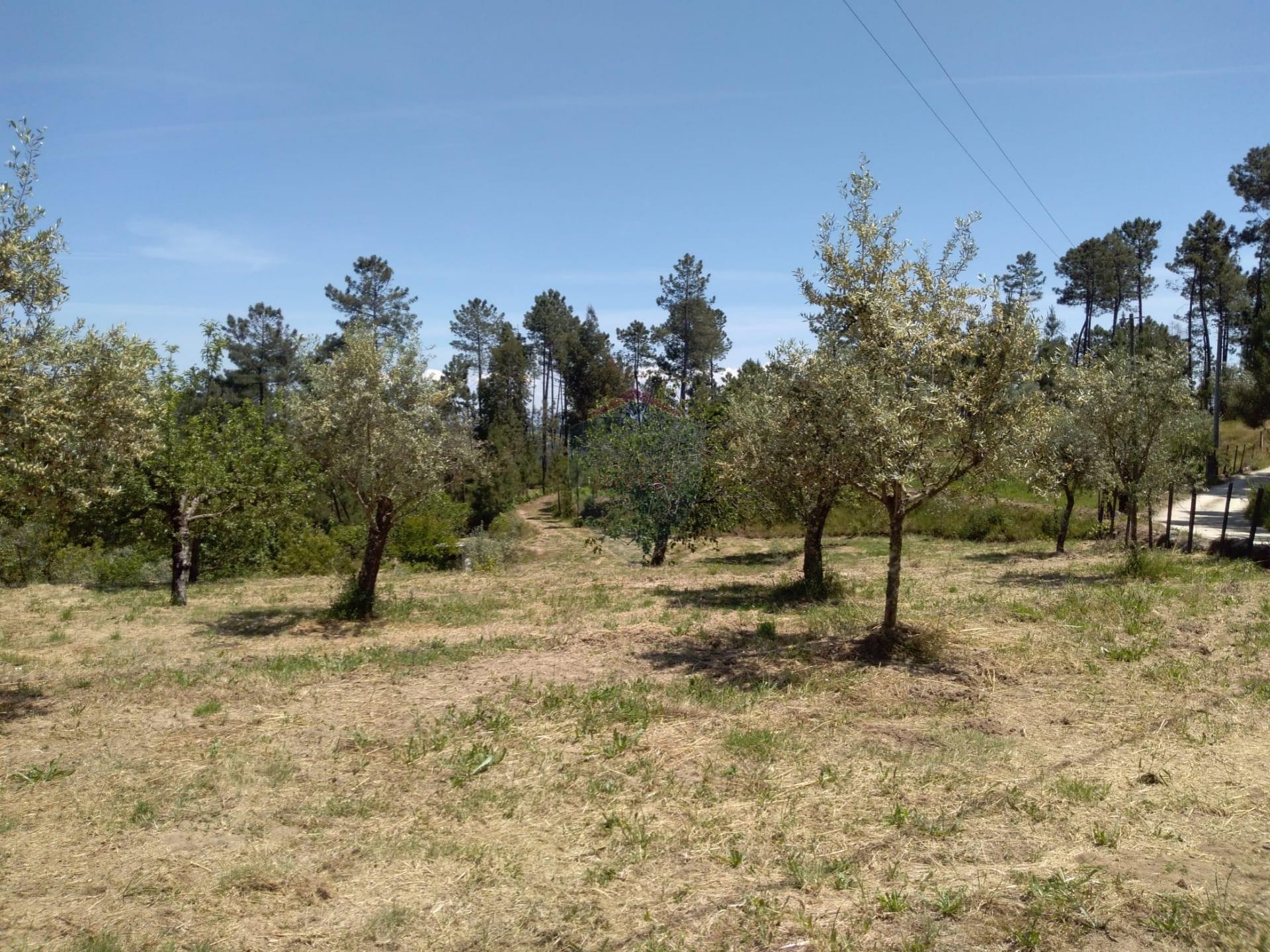 Terreno  Venda em Silgueiros,Viseu