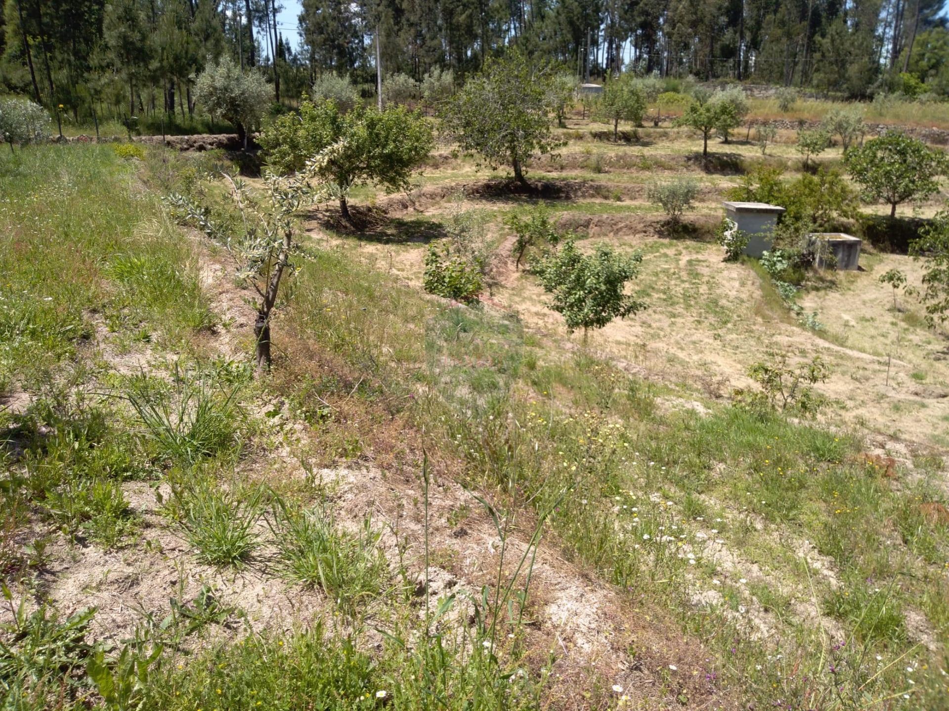 Terreno  Venda em Silgueiros,Viseu